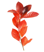 The glossy red fall colored, oval-shaped leaves of the Green Gable Black Gum on a white background