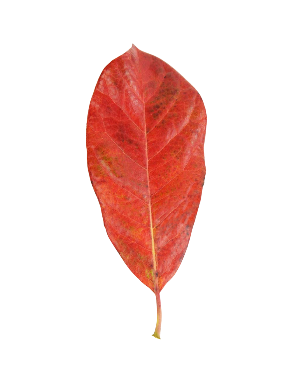 A single bright red fall colored leaf of the Green Gable Black Gum on a white background
