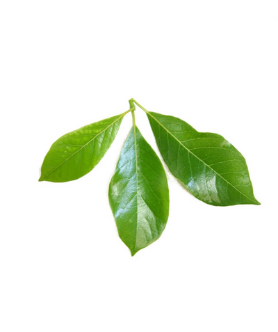 The glossy green, oval-shaped leaves of the Green Gable Black Gum on a white background