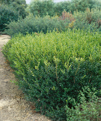 Green Gem Boxwood planted in a landscape, evergreen shrub covered in small round dark green to light green foliage