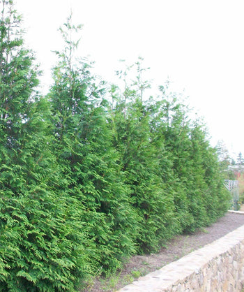 Green Giant Arborvitae used as a hedge in landscape