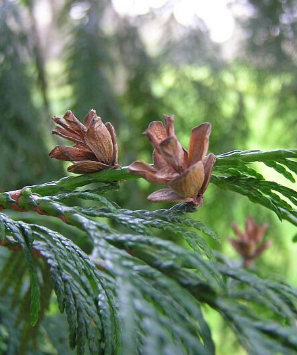 Green Giant Arborvitaes closeup of dark green foliage and brown pinecones