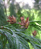 Green Giant Arborvitaes closeup of dark green foliage and brown pinecones