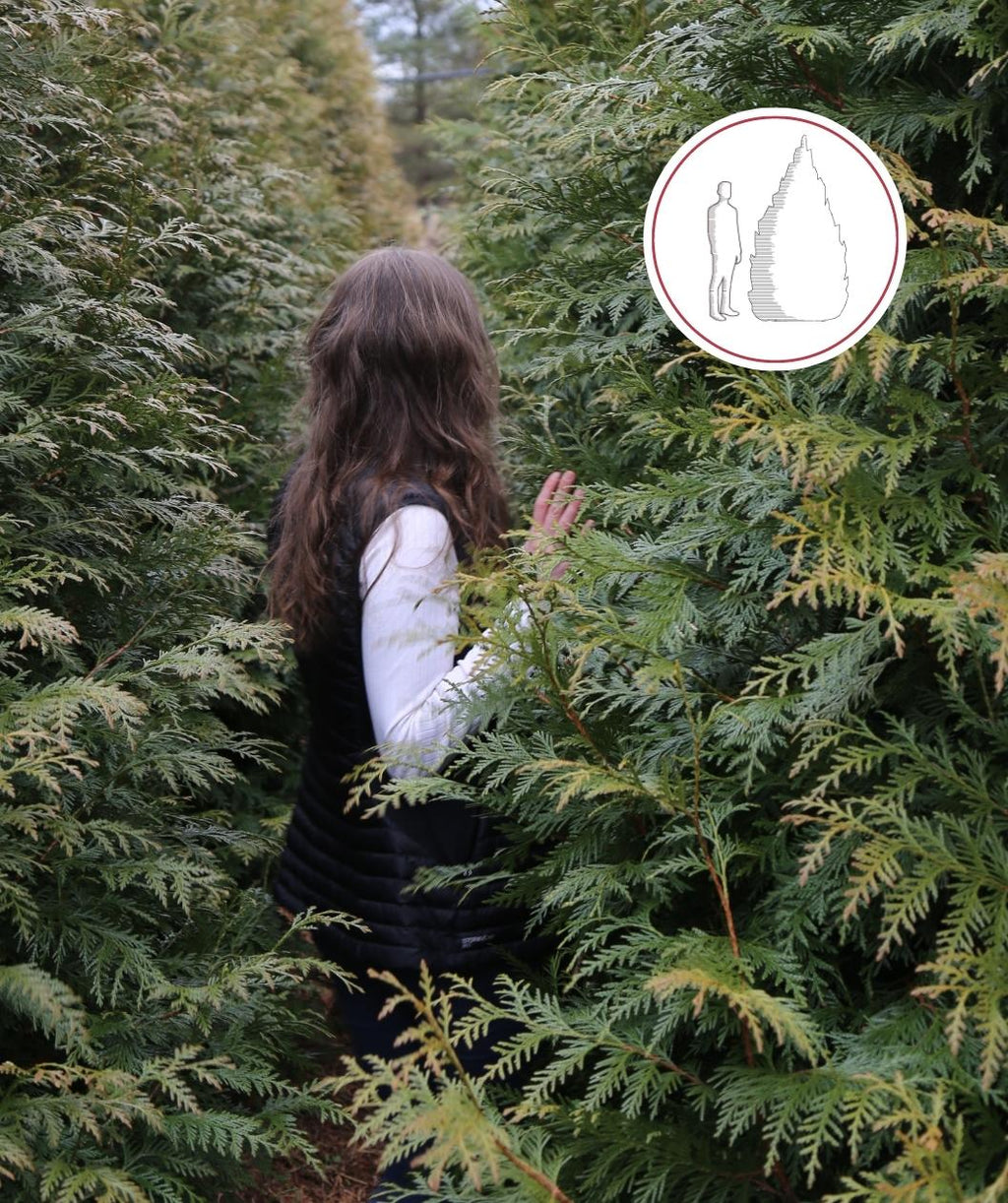 A woman walking through Green Giant Arborvitae Hedges for an instant privacy screen