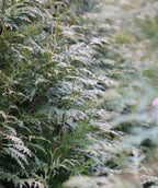 Close up of the Green Giant Arborvitae Hedge