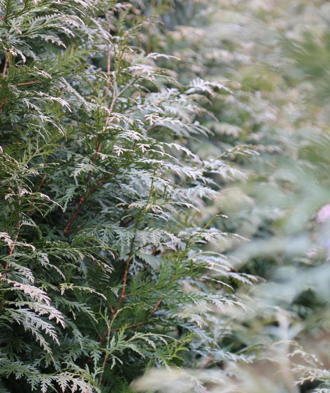 Close up of the Green Giant Arborvitae Hedge