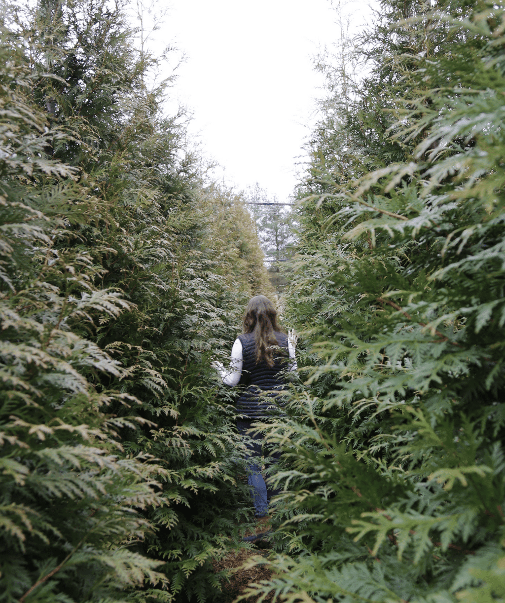 Green Giant Arborvitae used as a hedge in landscape