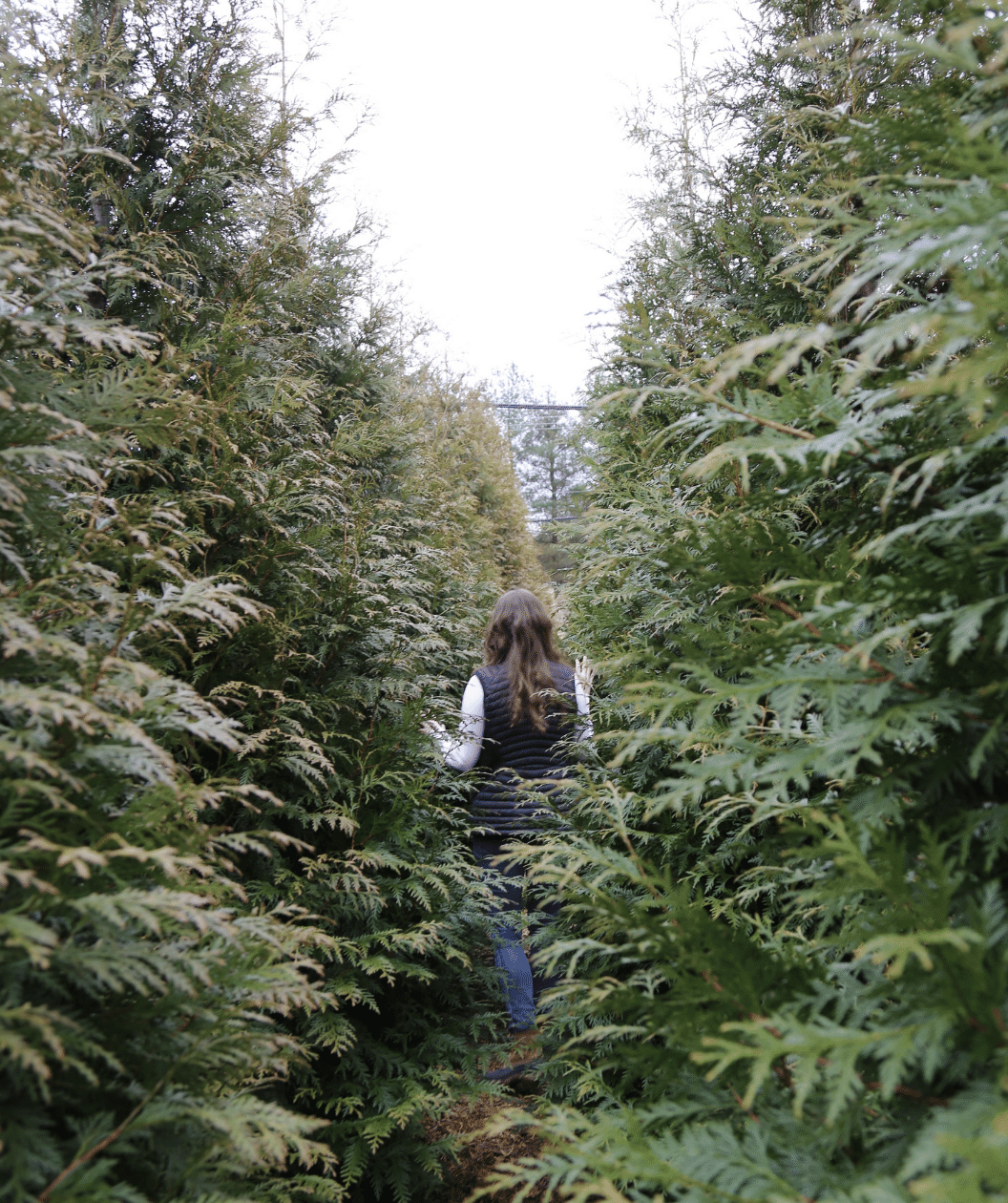 Green Giant Arborvitae used as a hedge in landscape