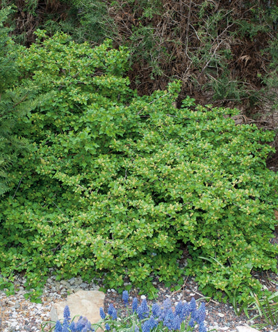 Green Mound Mountain Currant planted in a landscape, upright and outright growing shrub covered in small green foliage