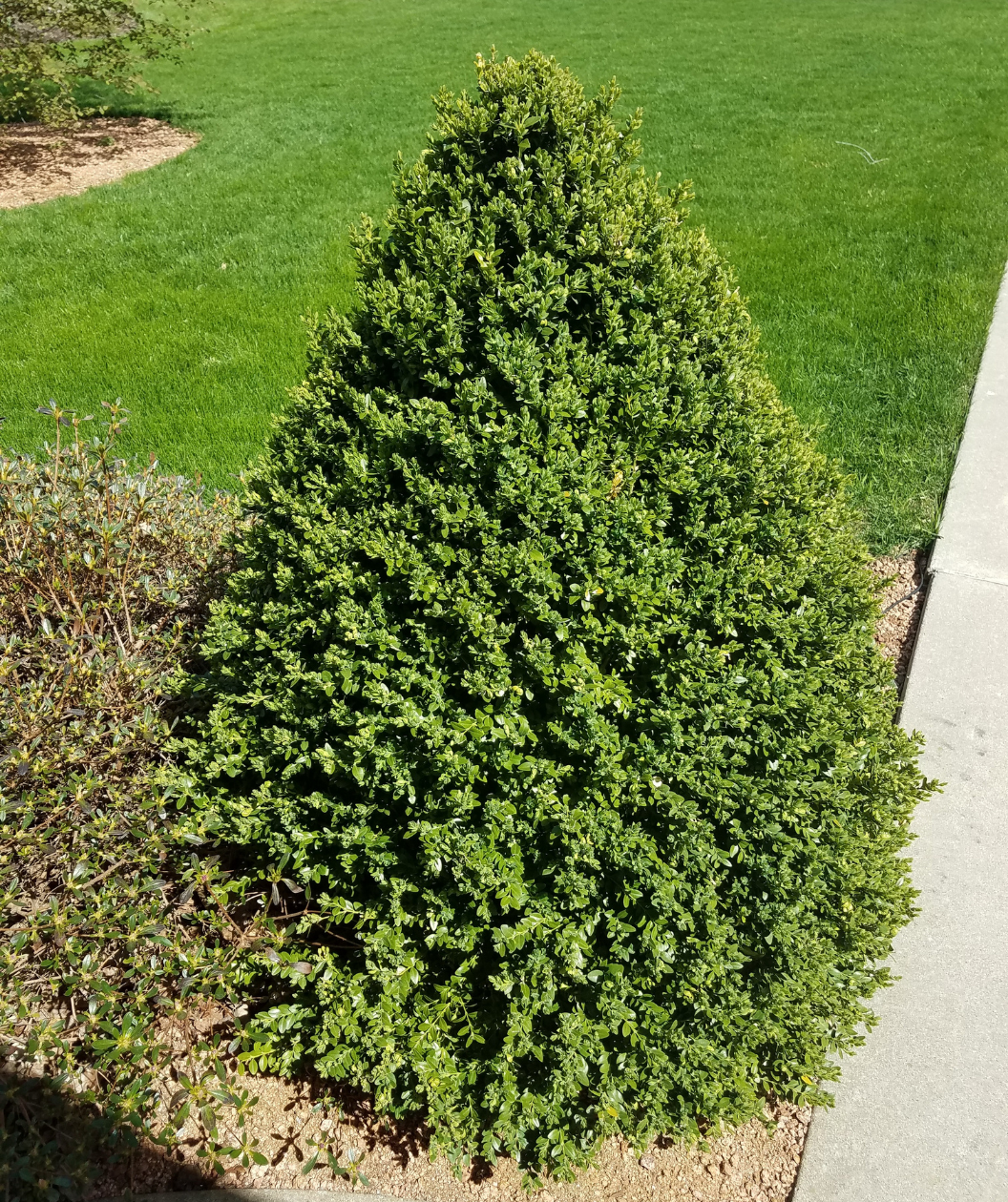 Green Mountain Boxwood shrub in landscape