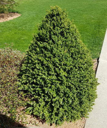 The Green Mountain Pyramidal Boxwood planted in a landscape, covered in the bright green foliage