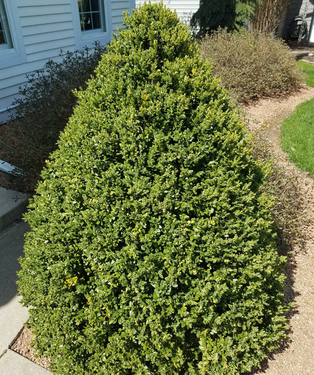 Green Mountain Boxwood closeup of shrub