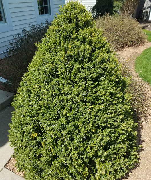 Green Mountain Pyramidal Boxwood Big | Bower & Branch