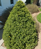 The Green Mountain Pyramidal Boxwood planted in a landscape, covered in the bright green foliage