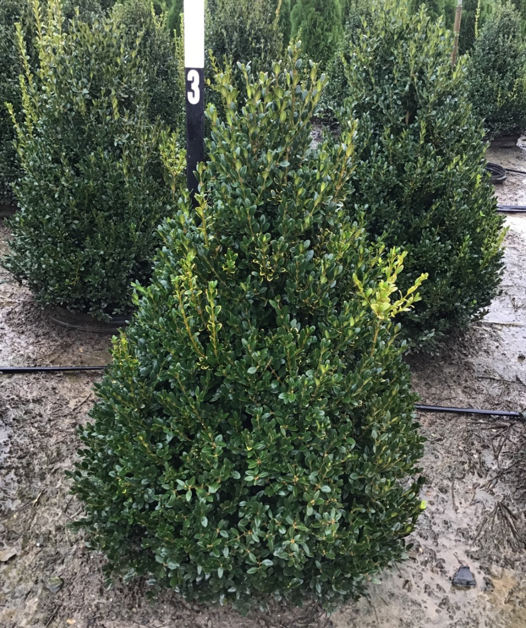 Green Mountain Boxwood shrub in nursery