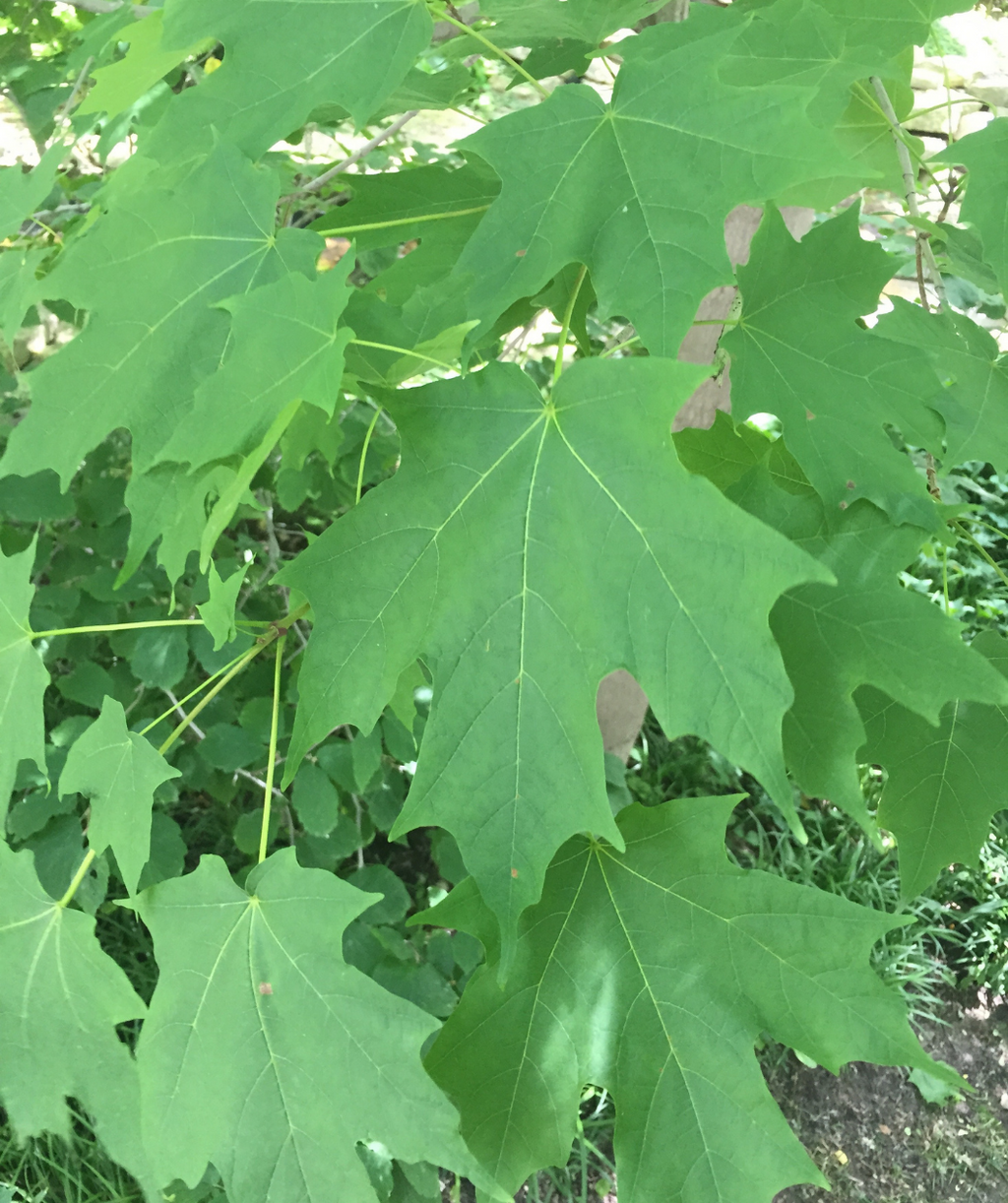 A closeup of the green leaves of the Green Mountain Sugar Maple