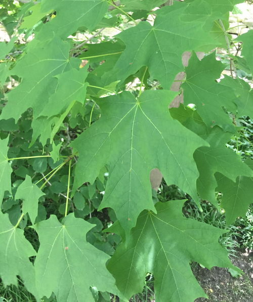 A closeup of the green leaves of the Green Mountain Sugar Maple