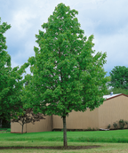 Green Mountain Sugar Maple in a landscape showing the pyramidal shape and green leaves