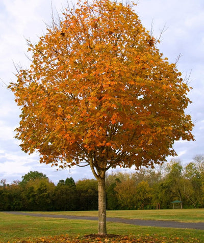 Large Green Mountain Sugar Maple planted in a landscape showcasing a range of orange fall color
