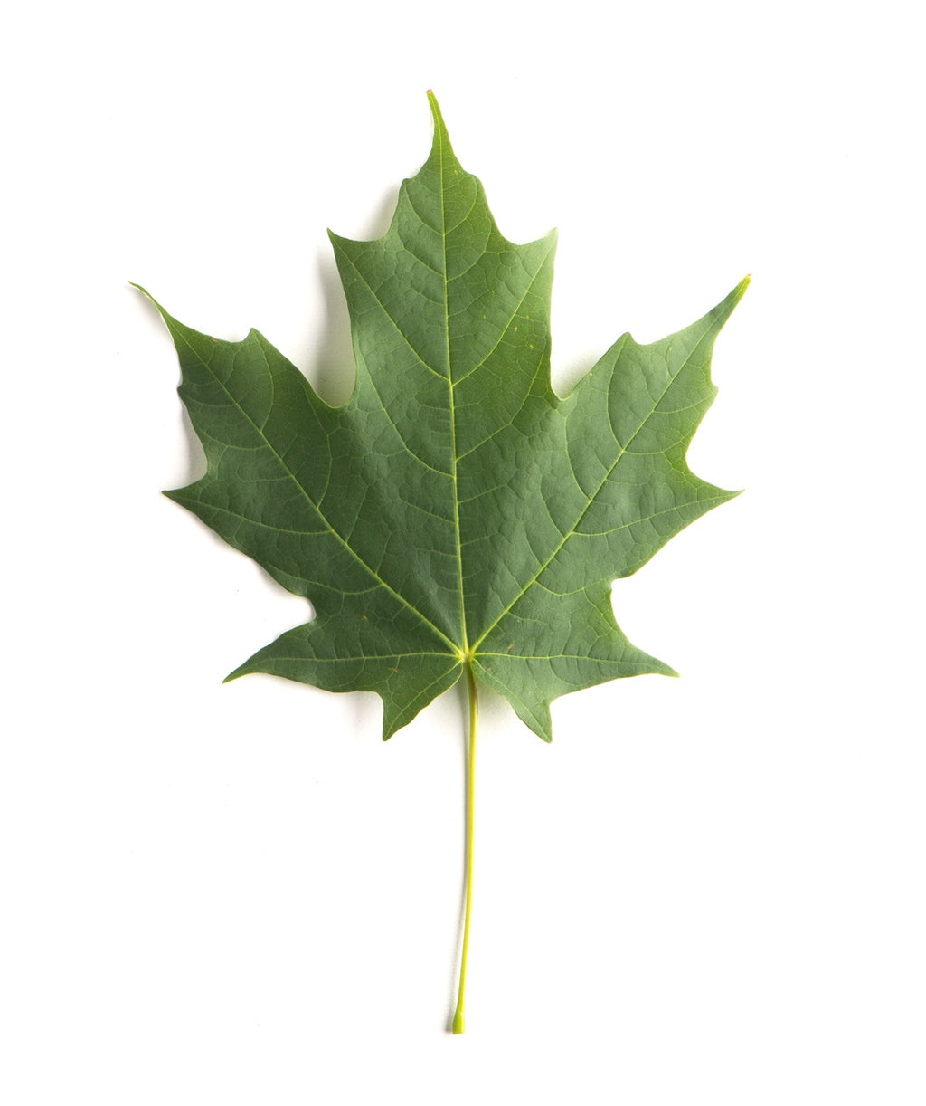 Singular green leaf of the Green Mountain Sugar Maple