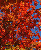 Green Mountain Sugar Maple showcasing the fiery red and orange fall colored leaves