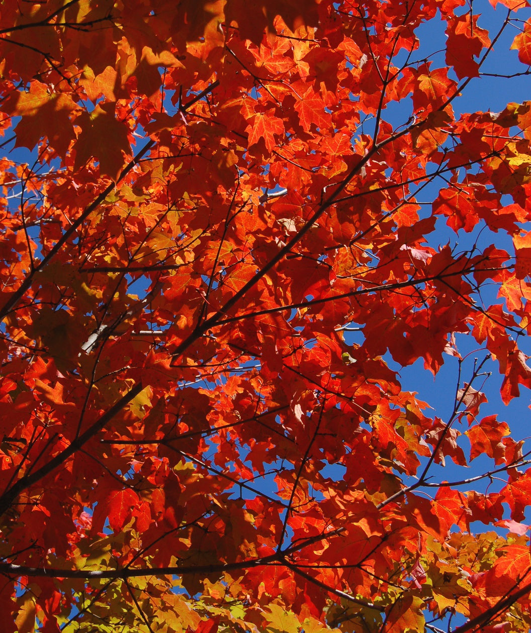 Green Mountain Sugar Maple showcasing the fiery red and orange fall colored leaves