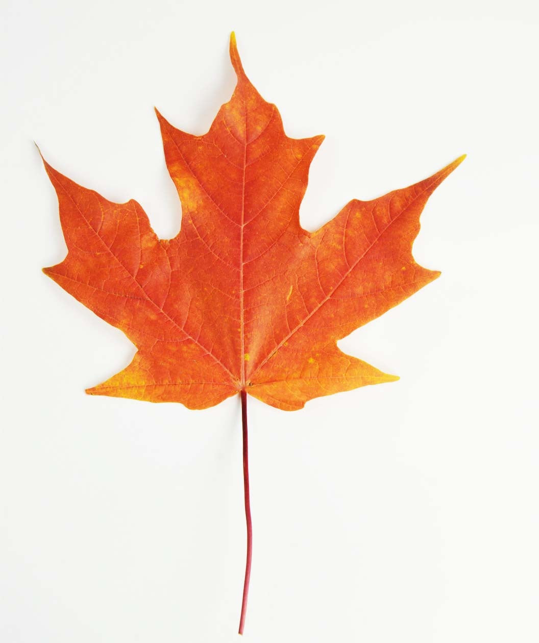 Singular red/orange fall colored leaf of the Green Mountain Sugar Maple