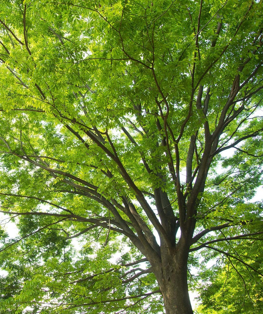 Looking up into a large Green Vase Japanese Zelkova covered in bright green leaves 