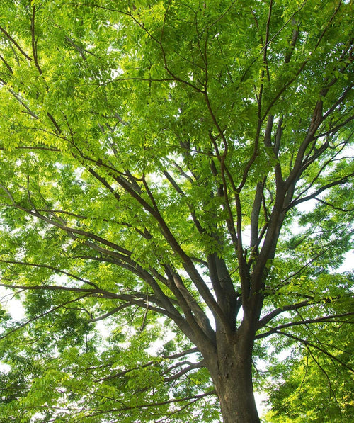 Looking up into a large Green Vase Japanese Zelkova covered in bright green leaves 