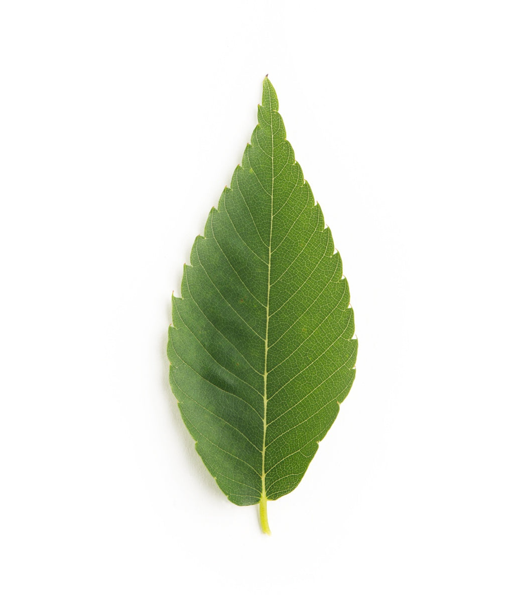 A singular Green Vase Japanese Zelkova green leaf on white