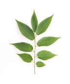 Green Vase Japanese Zelkova oval shaped, green leaves on white