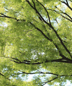 Green Vase Japanese Zelkova view from under the bright green canopy up toward a blue sky