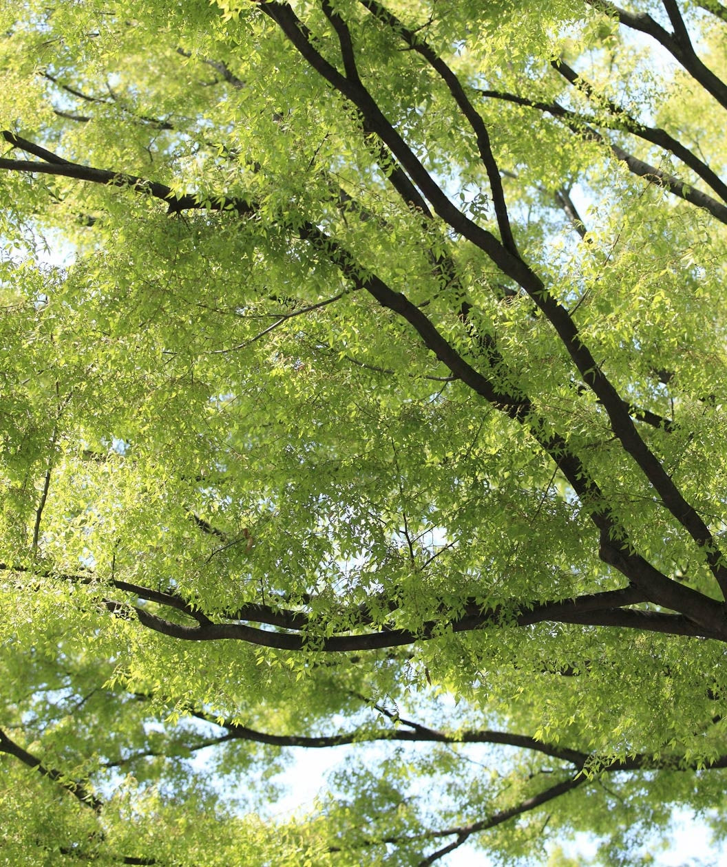 Green Vase Japanese Zelkova view from under the bright green canopy up toward a blue sky