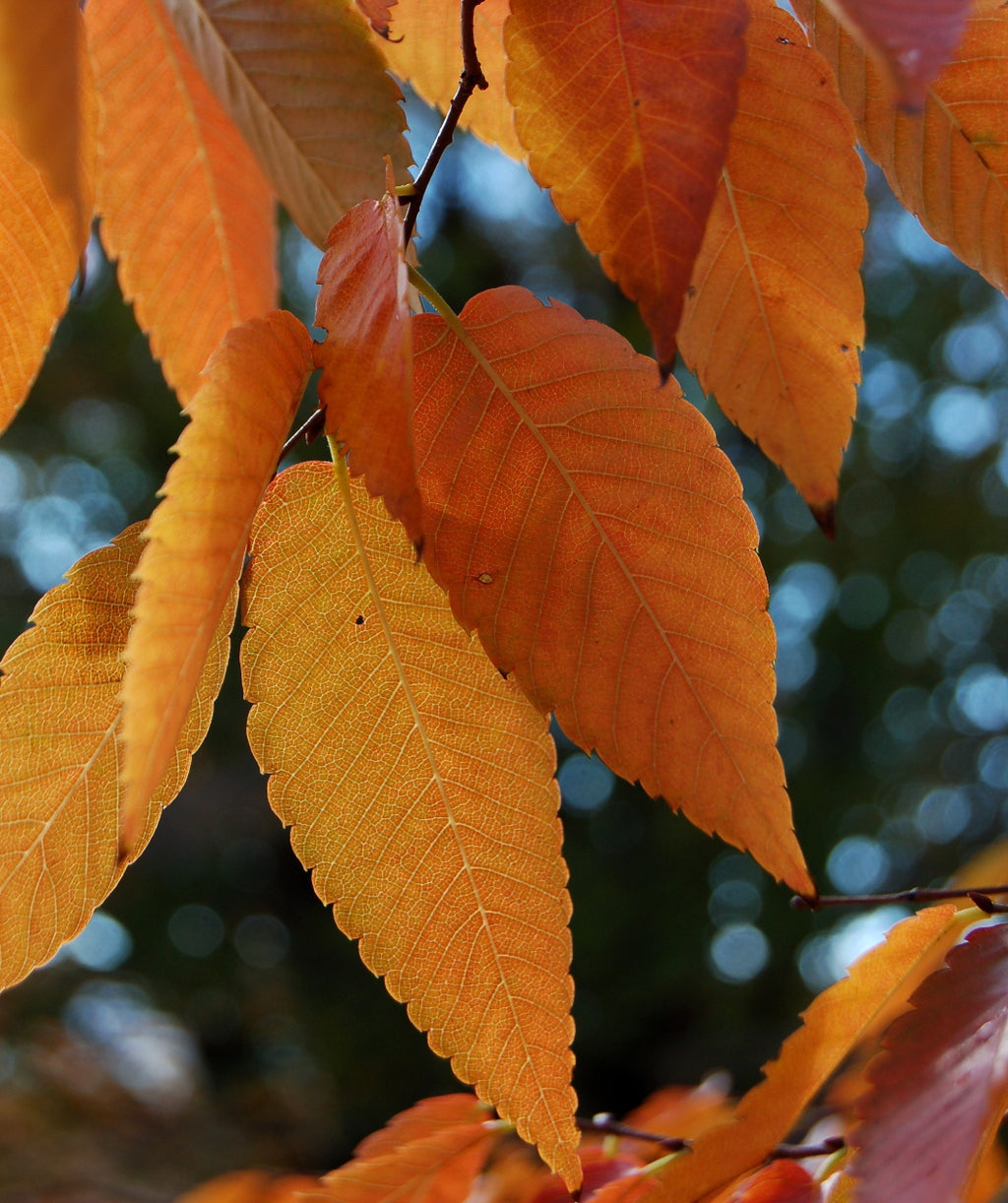 A closeup of the Green Vase Japanese Zelkova orange-red colored fall leaves 