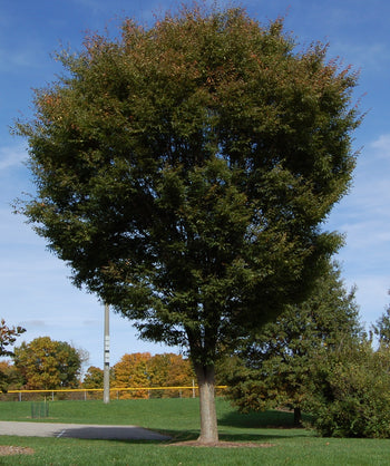 A Green Vase Japanese Zelkova planted in a landscape with the green foliage beginning to show a bit of fall red to orange color