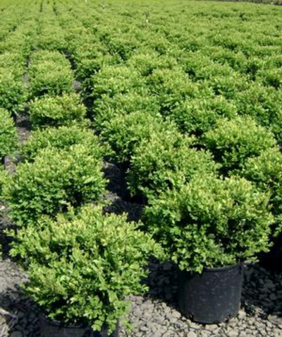 Green Velvet Boxwoods potted at a nursery