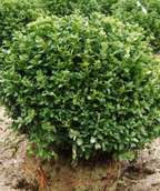 A Green Velvet Boxwood covered in glossy green foliage, trimmed in a tight globe shape