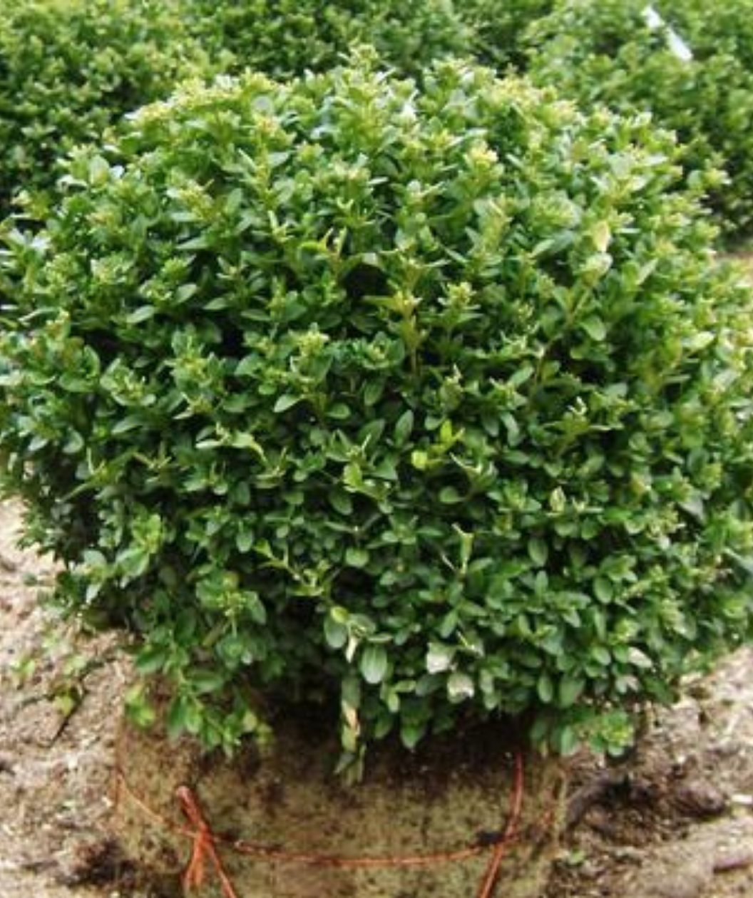 A Green Velvet Boxwood covered in glossy green foliage, trimmed in a tight globe shape