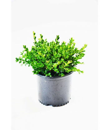 Green Velvet Boxwood potted plant on white