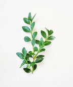 Green Velvet Boxwood foliage product shot on white, glossy green conical shaped evergreen foliage