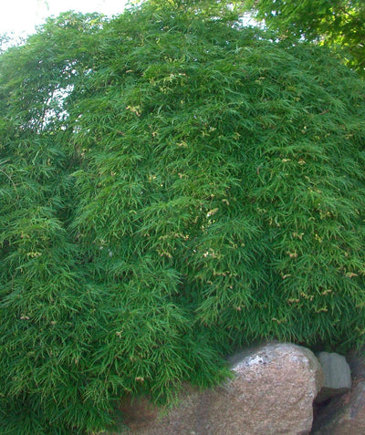 Green Laceleaf Japanese Maple planted in a landscape, green lacey leaves on weeping branches