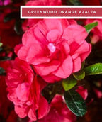 Evergreen Azaleas