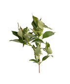 Grey Dogwood Tree spring green leaves on white background