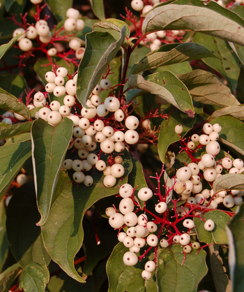 White berries on red stems ripening in fall, surrounded by the green leaves of the Grey Dogwood Tree