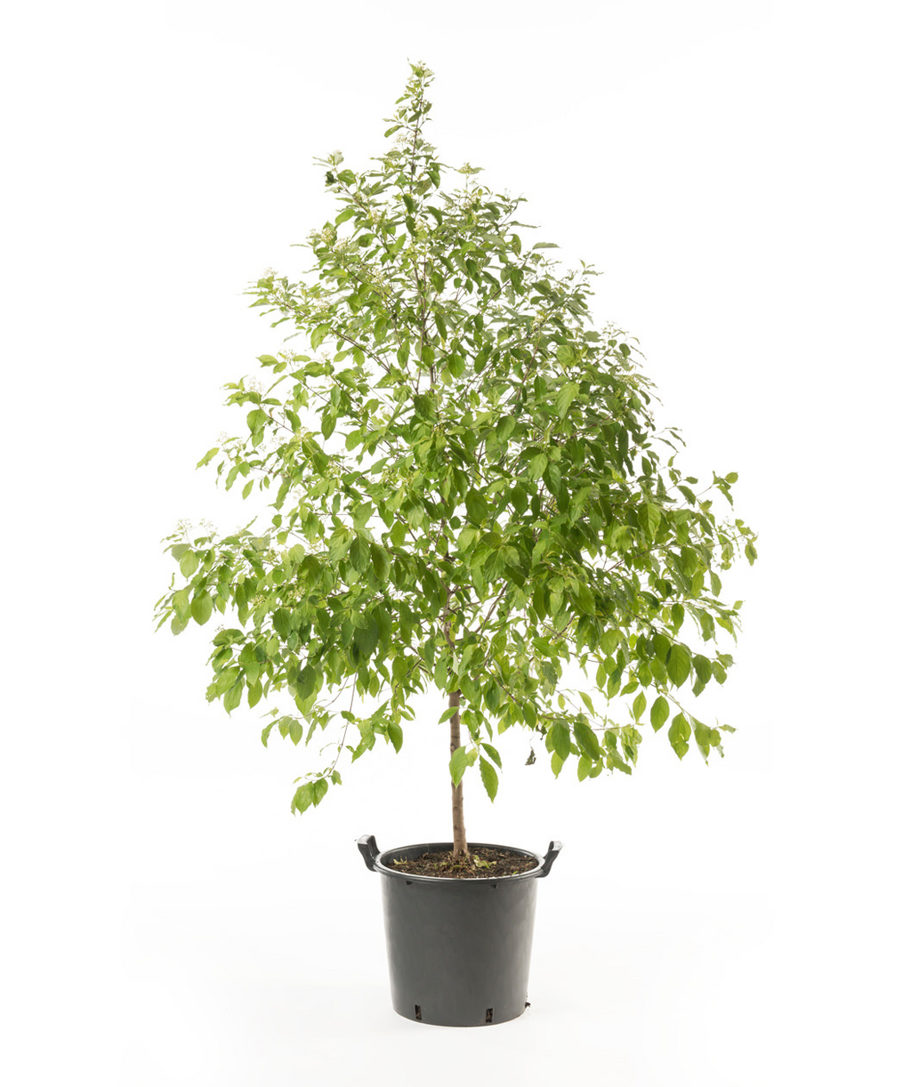 The Grey Dogwood in a black nursery pot covered in the green foliage on a white background