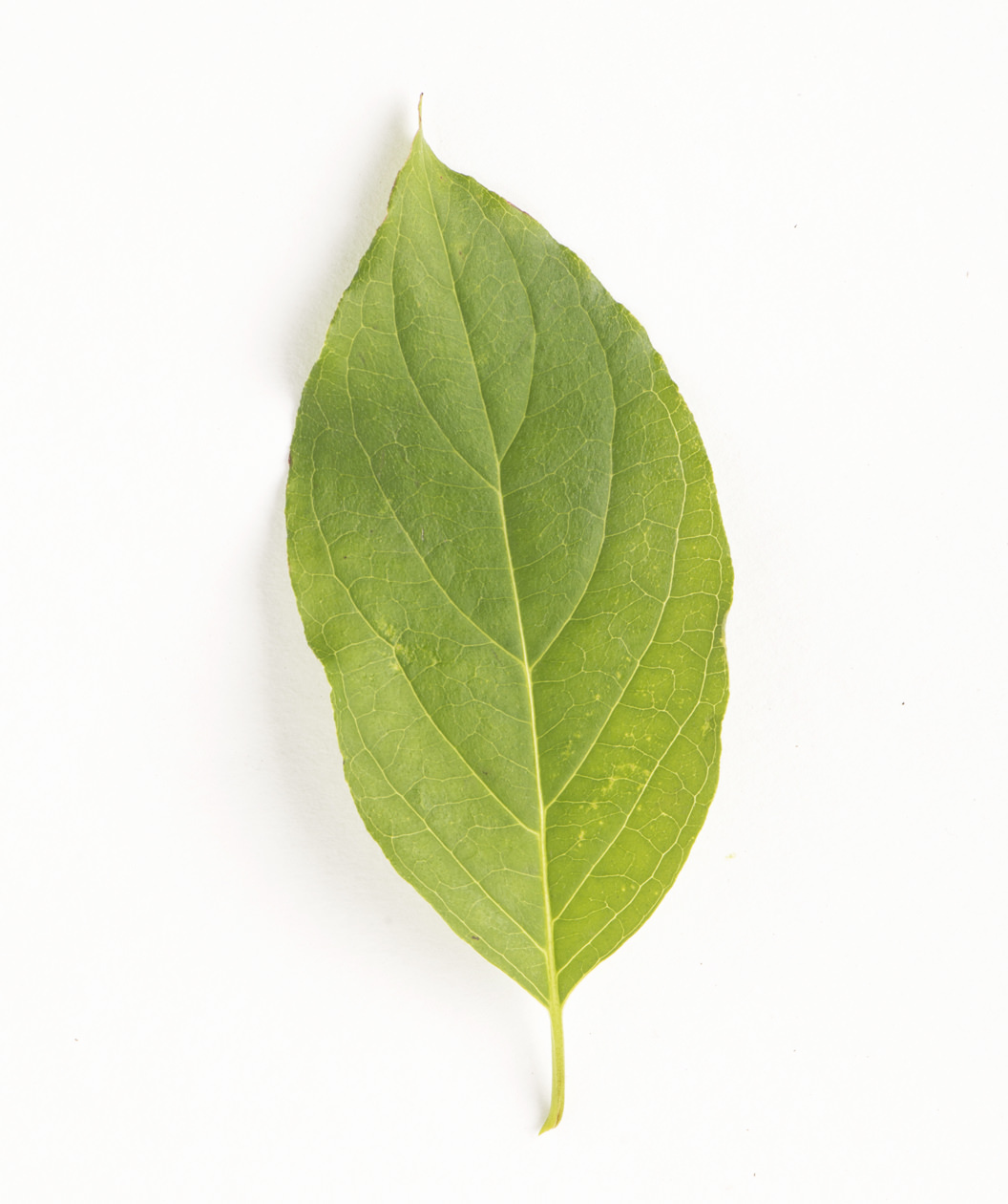 A single Grey Dogwood Tree green, oval-shaped leaf on white background
