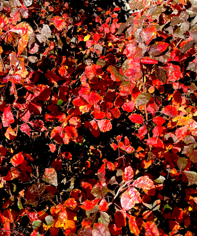 A close up for the Gro-Low Sumac glossy red fall color 