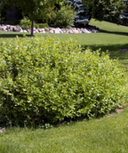 The Gro-Low Fragrant Sumac growing in landscape, covered in the glossy dark green leaves