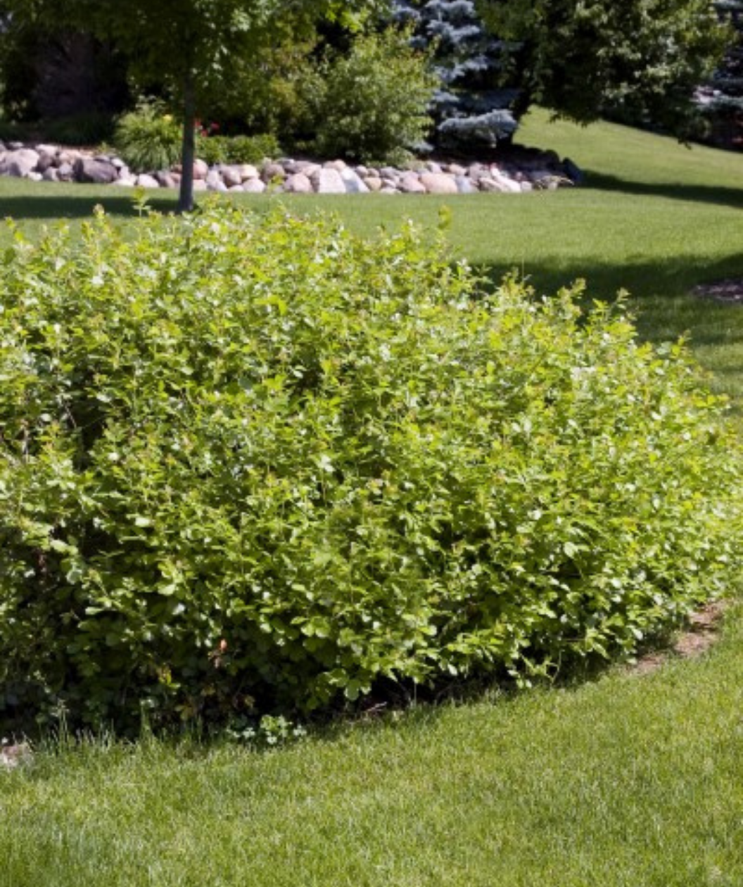The Gro-Low Fragrant Sumac growing in landscape, covered in the glossy dark green leaves