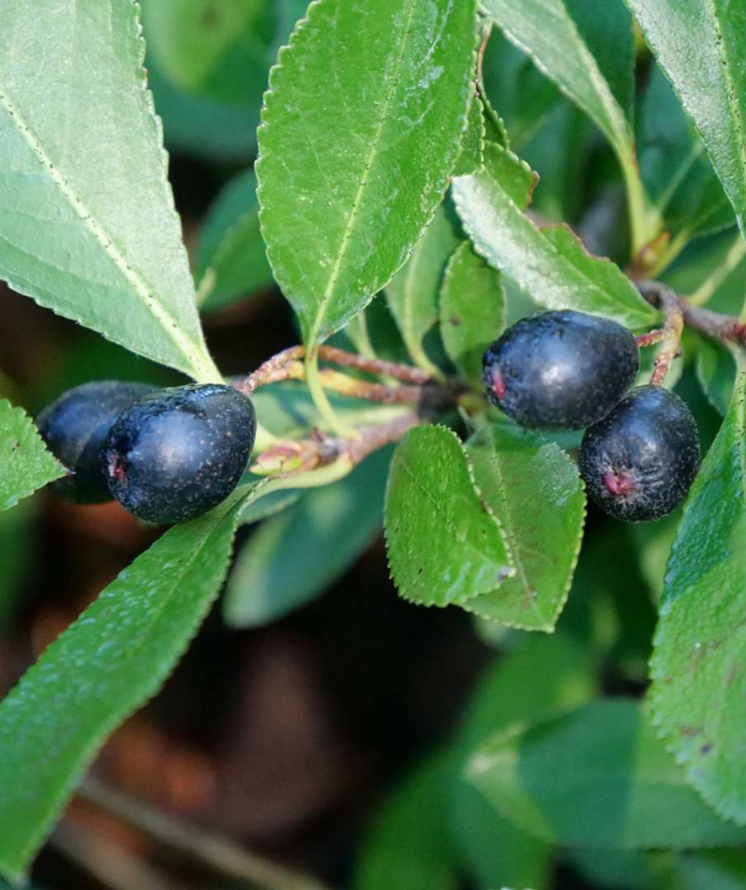 Ground Hug™ Chokeberry in Bulk